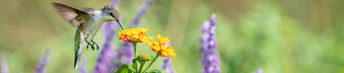 Ambassador Jose Madrigal Banner 